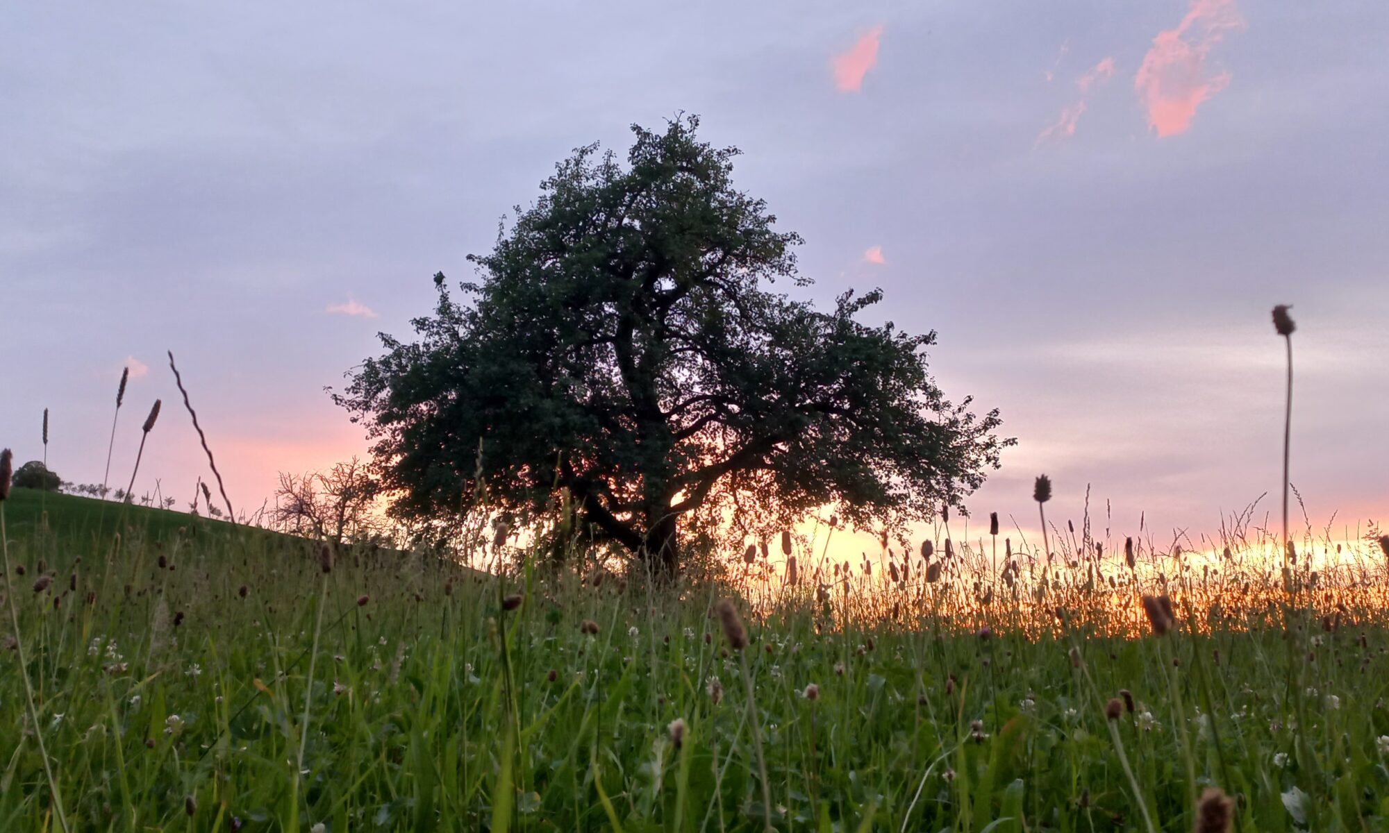 AbendstimmungSchurtannen